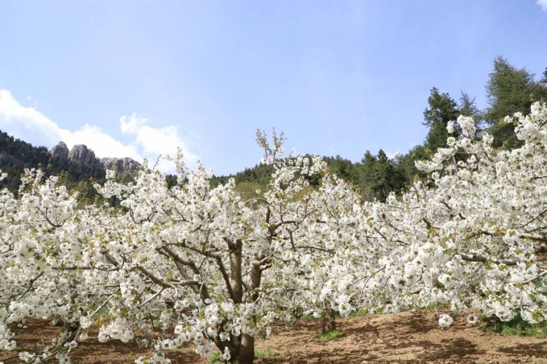 İngiliz kraliyet ailesinin tercihi 2
