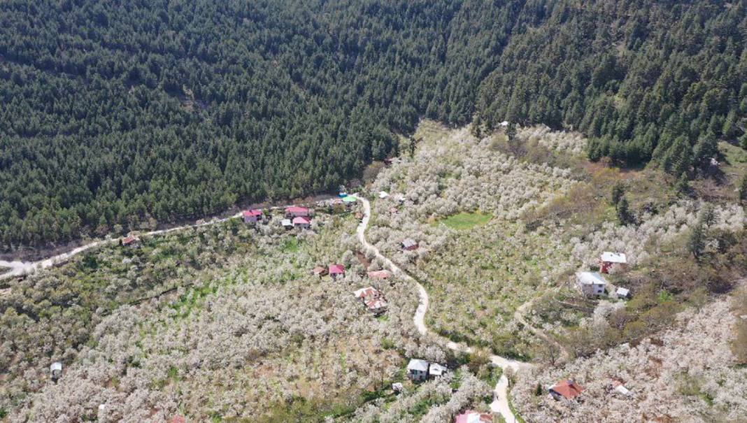 İngiliz kraliyet ailesinin tercihi 3