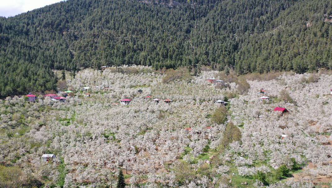 İngiliz kraliyet ailesinin tercihi 4