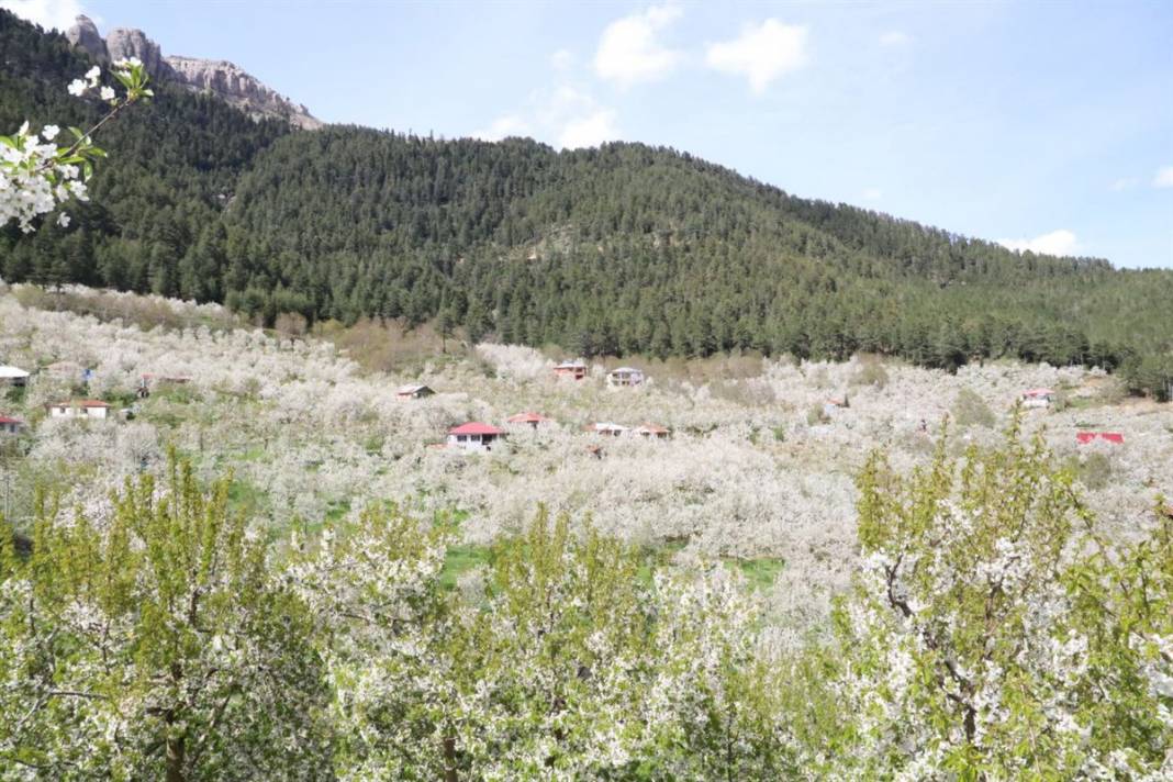 İngiliz kraliyet ailesinin tercihi 6