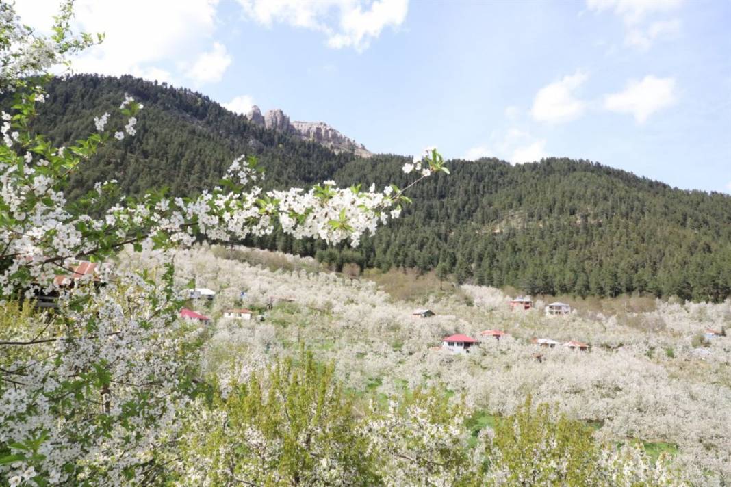 İngiliz kraliyet ailesinin tercihi 7