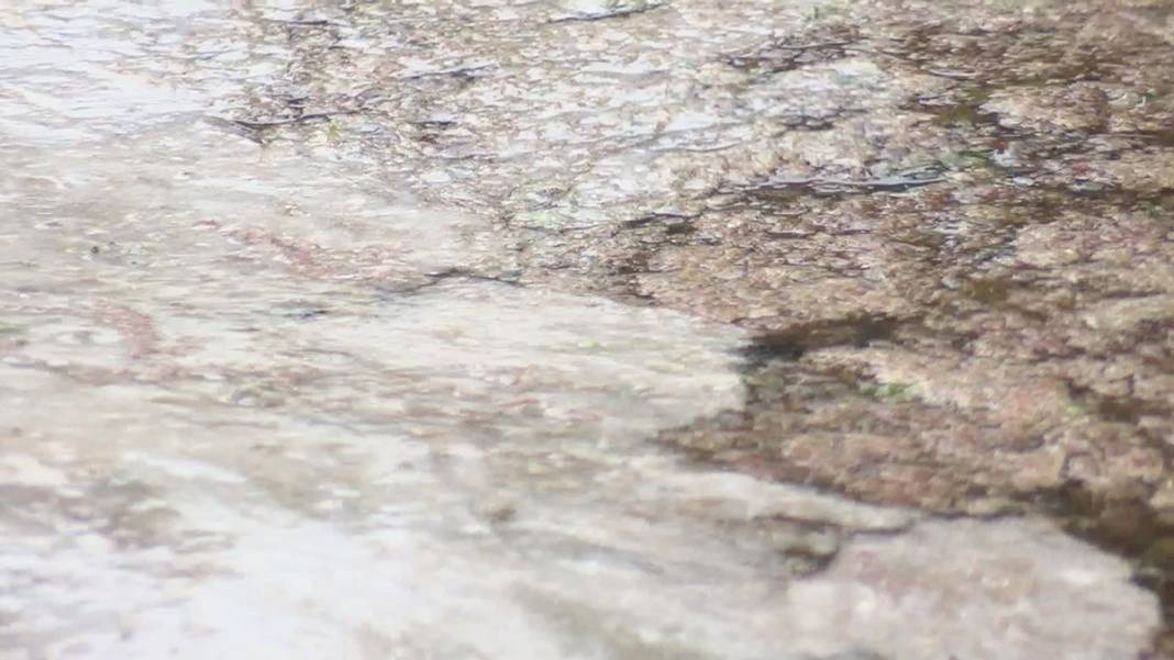 Büyükada'da tedirgin eden görüntü! 'Kokudan duramıyoruz' 10