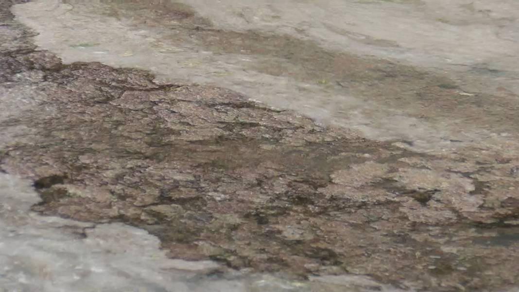 Büyükada'da tedirgin eden görüntü! 'Kokudan duramıyoruz' 11