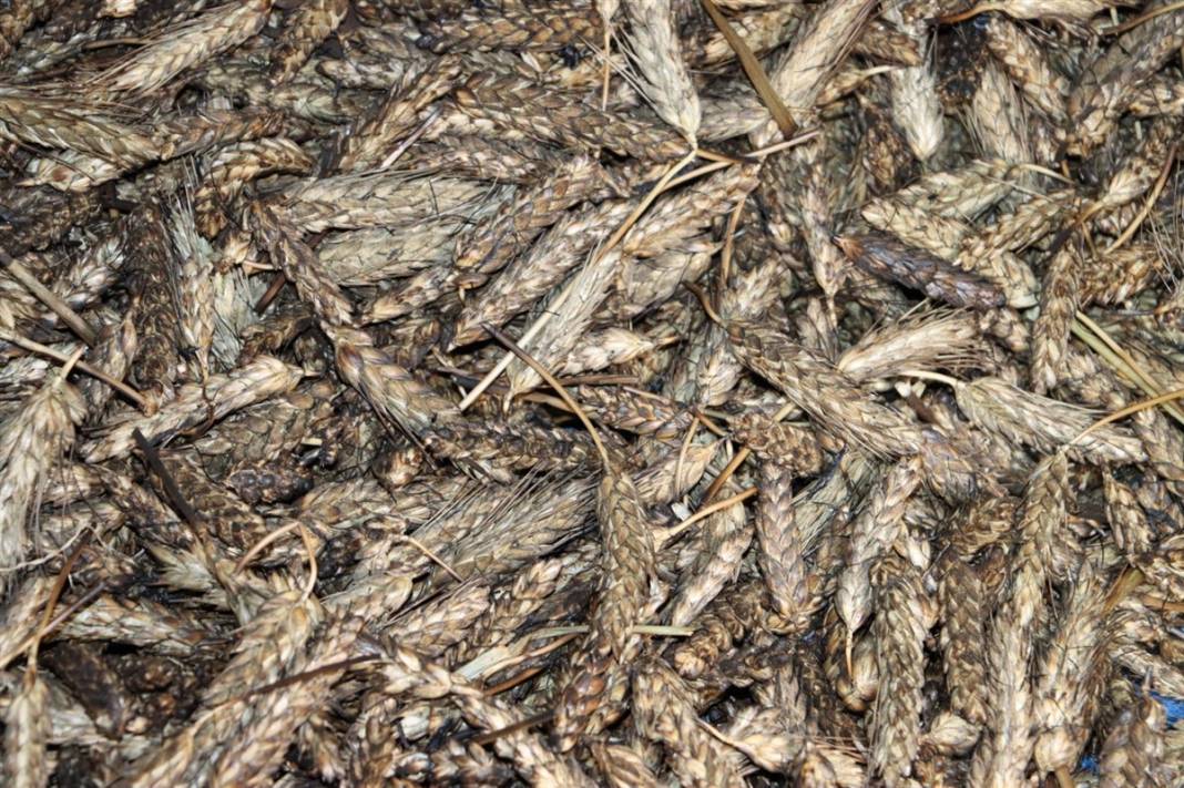 Sadece 1 ile 10 Mayıs tarihleri arasında yanıyor 5