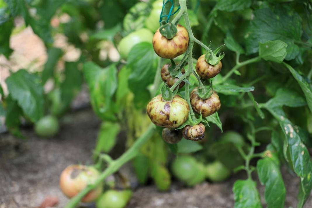 Türkiye'nin önündeki yeni tehlike! İsrail'den geldi koronavirüs gibi yayılıyor 1