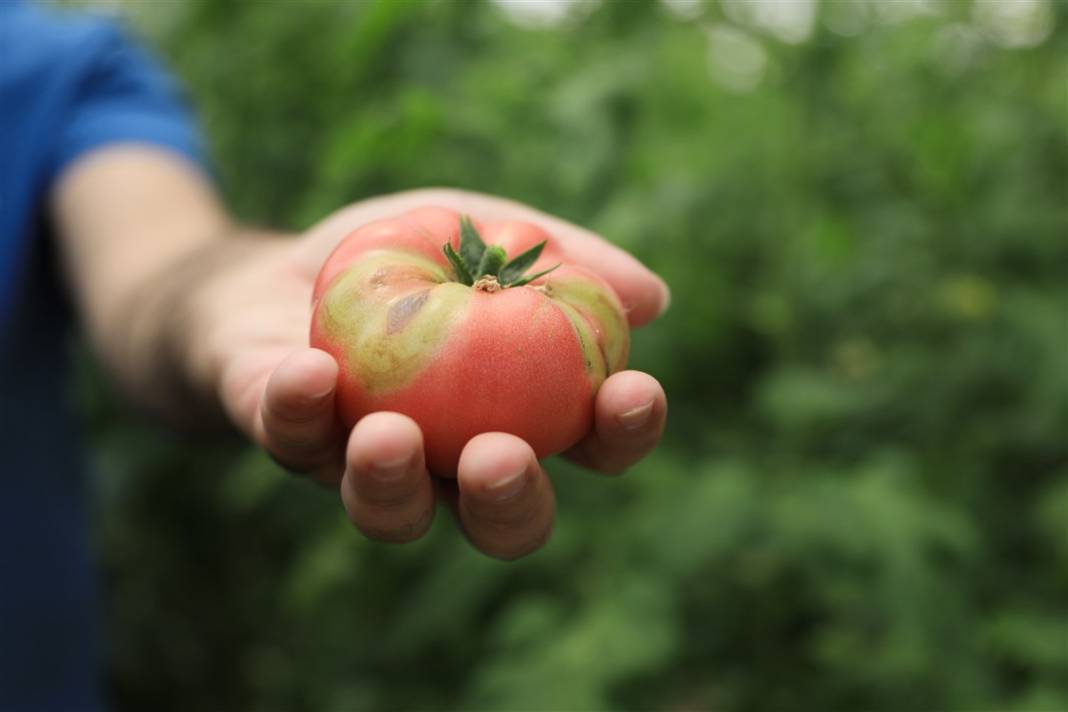 Türkiye'nin önündeki yeni tehlike! İsrail'den geldi koronavirüs gibi yayılıyor 8
