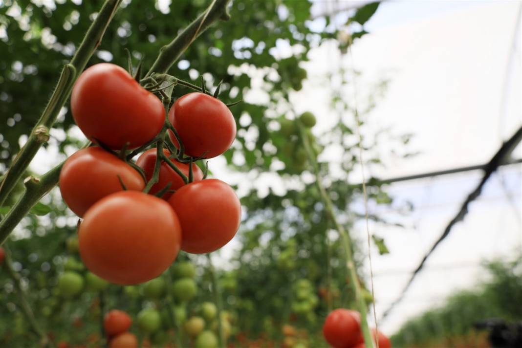 Türkiye'nin önündeki yeni tehlike! İsrail'den geldi koronavirüs gibi yayılıyor 9