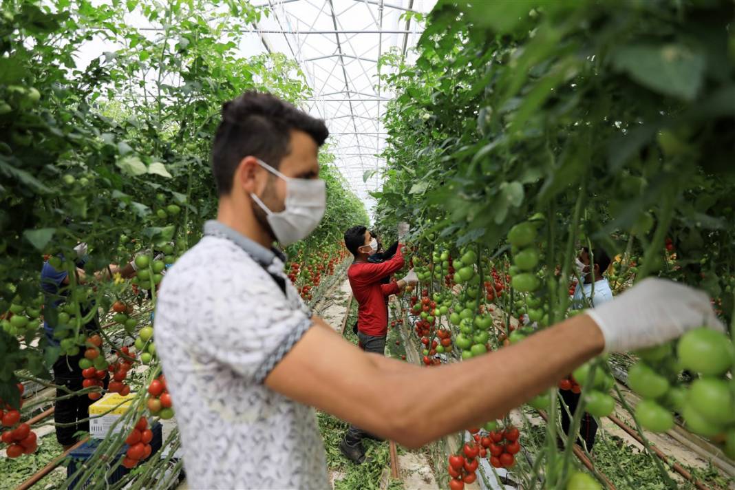Türkiye'nin önündeki yeni tehlike! İsrail'den geldi koronavirüs gibi yayılıyor 10