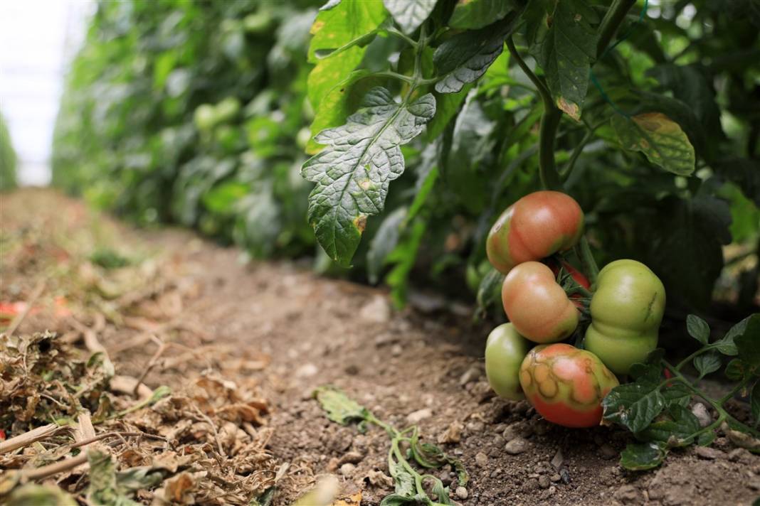 Türkiye'nin önündeki yeni tehlike! İsrail'den geldi koronavirüs gibi yayılıyor 3