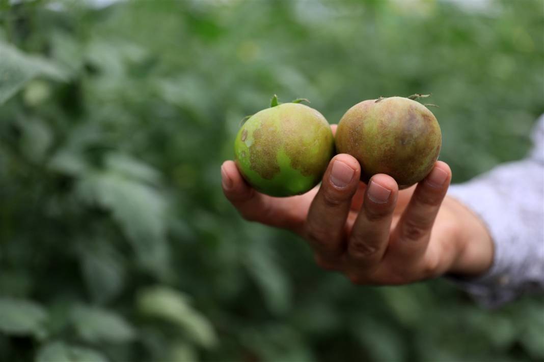Türkiye'nin önündeki yeni tehlike! İsrail'den geldi koronavirüs gibi yayılıyor 4