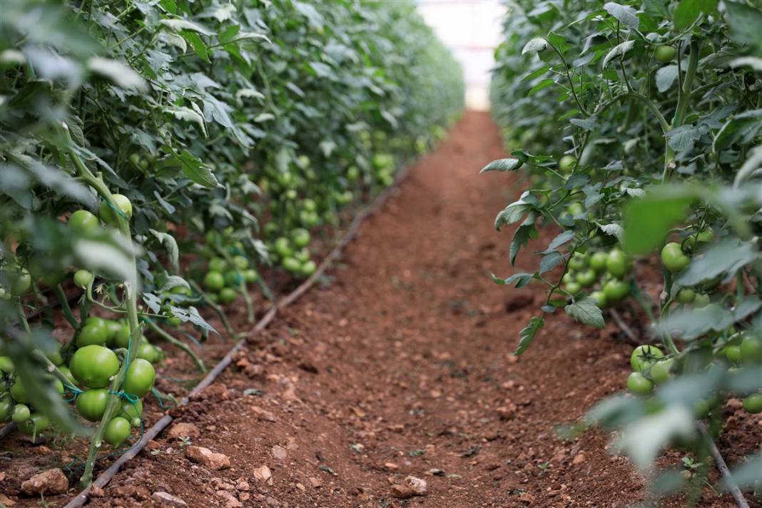 Türkiye'nin önündeki yeni tehlike! İsrail'den geldi koronavirüs gibi yayılıyor 5