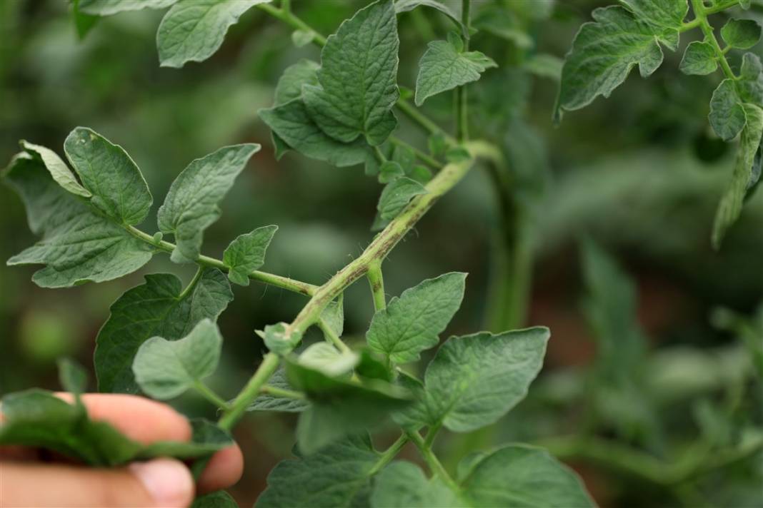 Türkiye'nin önündeki yeni tehlike! İsrail'den geldi koronavirüs gibi yayılıyor 6