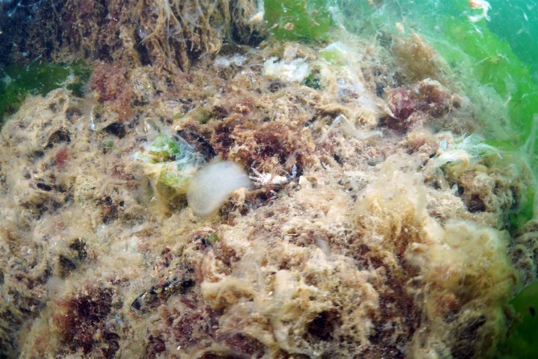 Kabus Marmara'yı sardı! İşte kare kare suyun altındaki trajedi 7