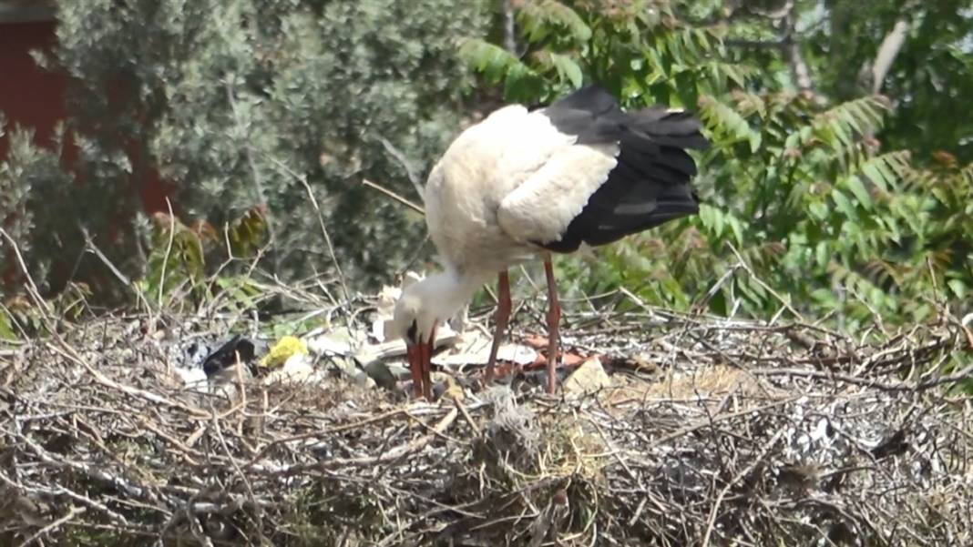 Prag'dan Türkiye'ye ödül getiren 'Yaren' leylek anne oldu 1