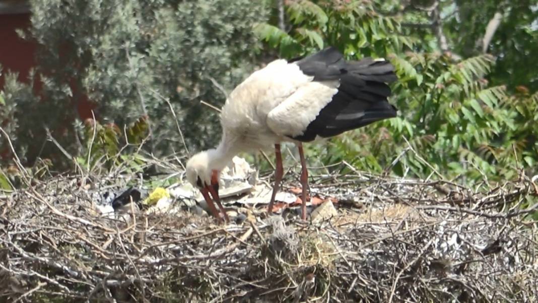 Prag'dan Türkiye'ye ödül getiren 'Yaren' leylek anne oldu 2