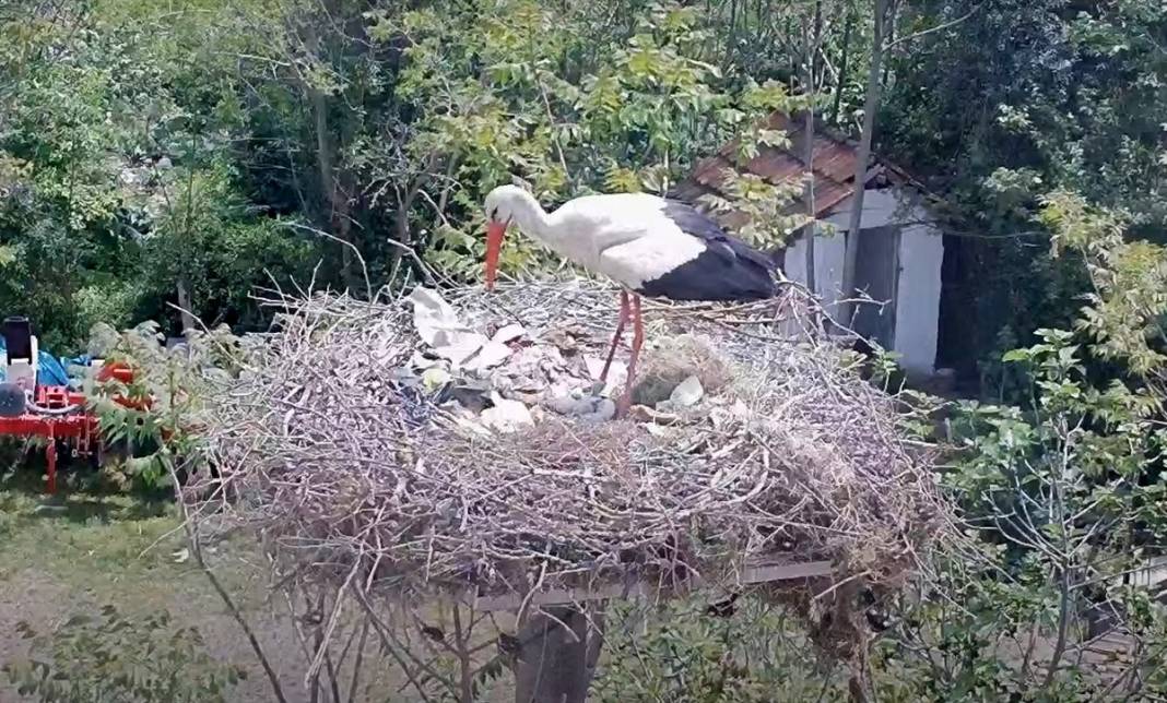 Prag'dan Türkiye'ye ödül getiren 'Yaren' leylek anne oldu 3