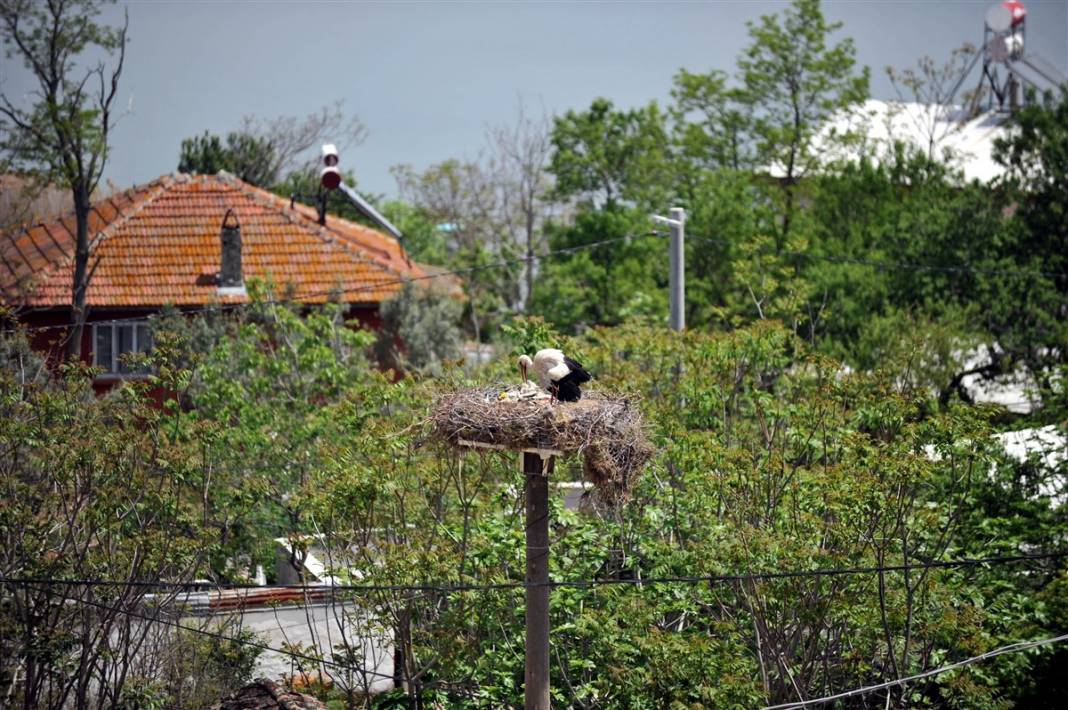 Prag'dan Türkiye'ye ödül getiren 'Yaren' leylek anne oldu 4