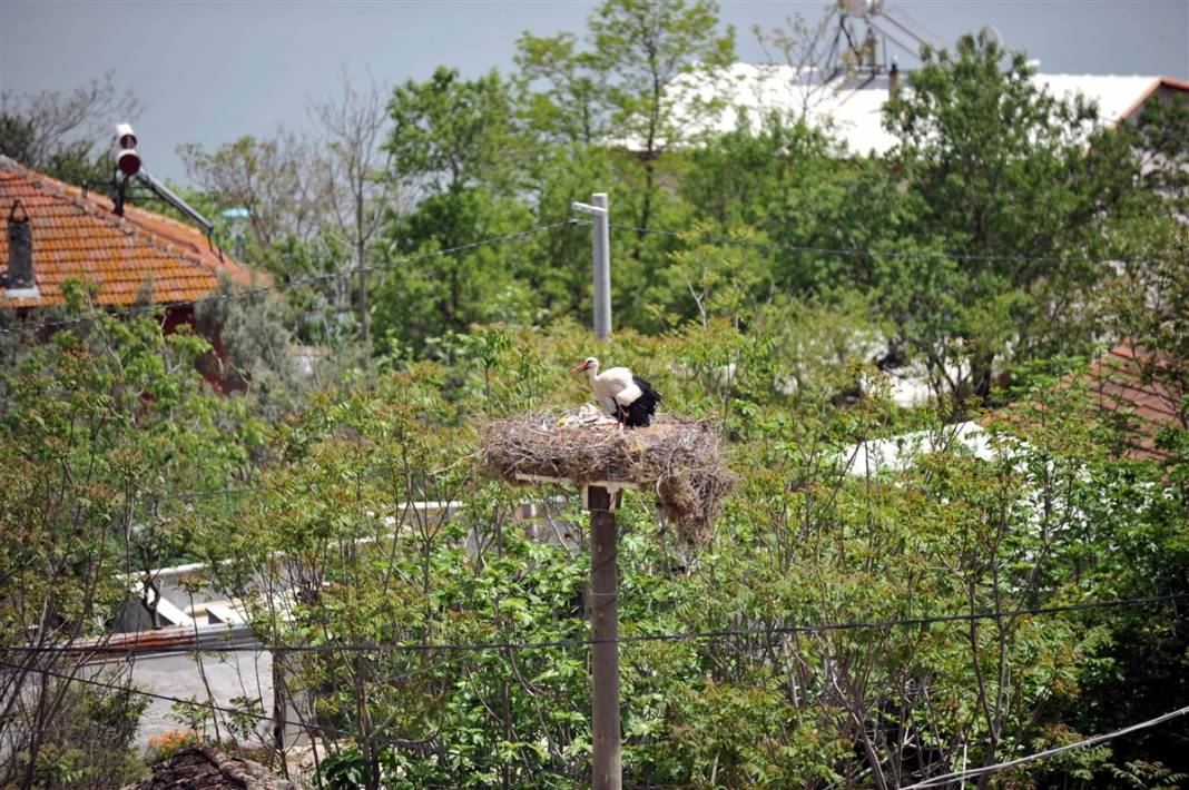 Prag'dan Türkiye'ye ödül getiren 'Yaren' leylek anne oldu 5