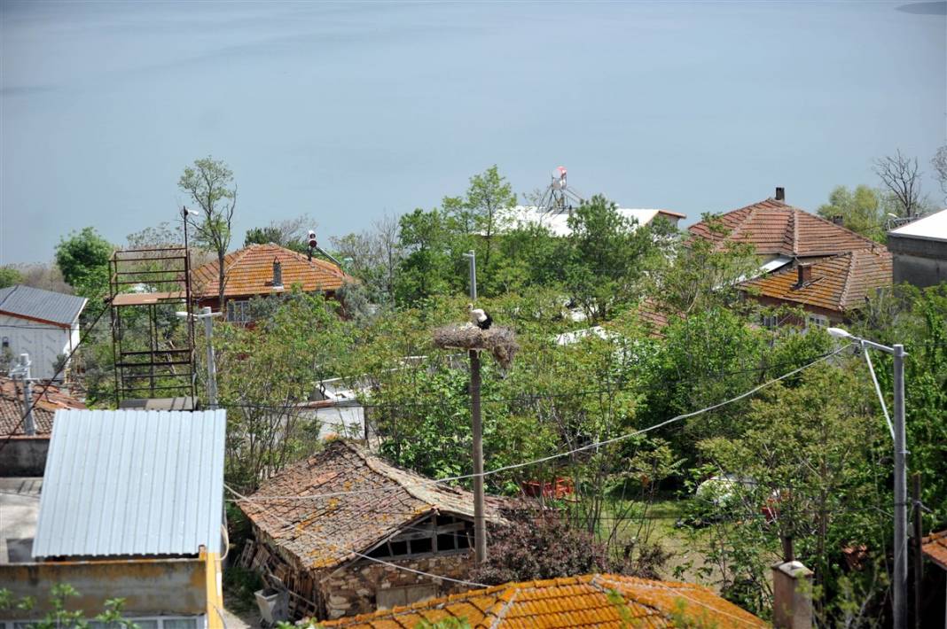 Prag'dan Türkiye'ye ödül getiren 'Yaren' leylek anne oldu 6