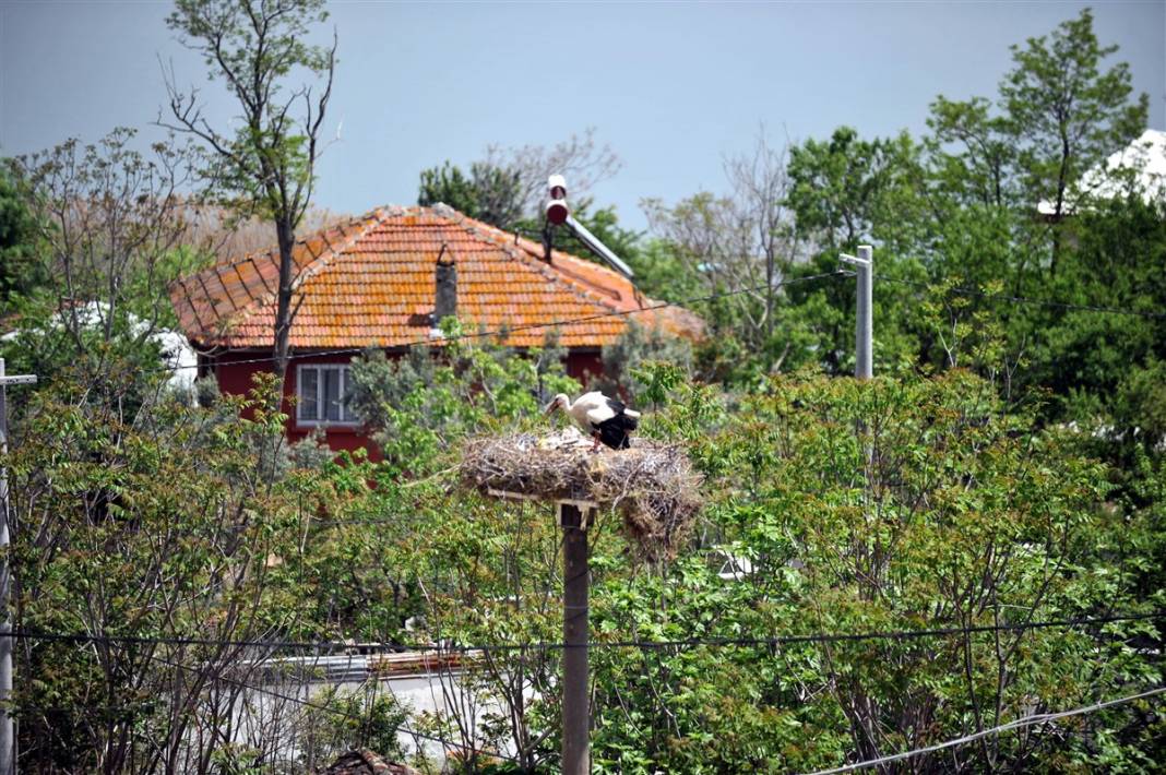 Prag'dan Türkiye'ye ödül getiren 'Yaren' leylek anne oldu 7