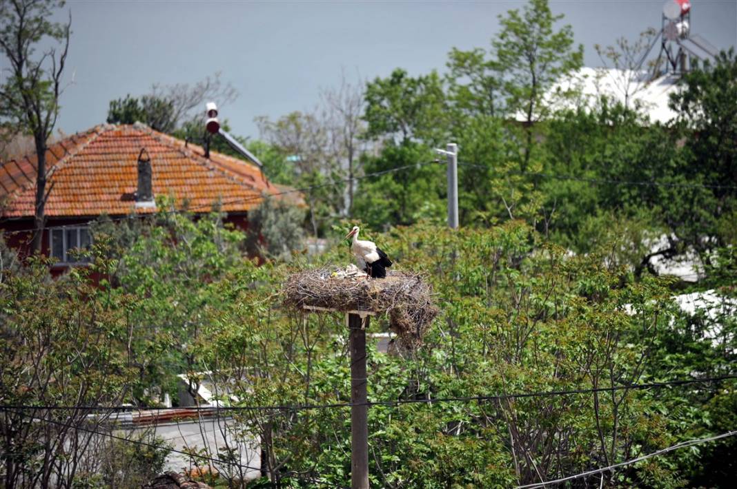 Prag'dan Türkiye'ye ödül getiren 'Yaren' leylek anne oldu 8