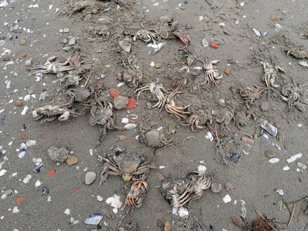 Sebebi müsilaj mı? Onlarcası ölü olarak kıyıya vurdu 4