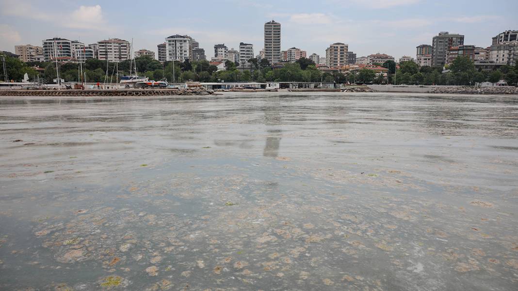 Caddebostan sahilinde yürekleri sızlatan görüntü: Deniz müsilaja teslim 2