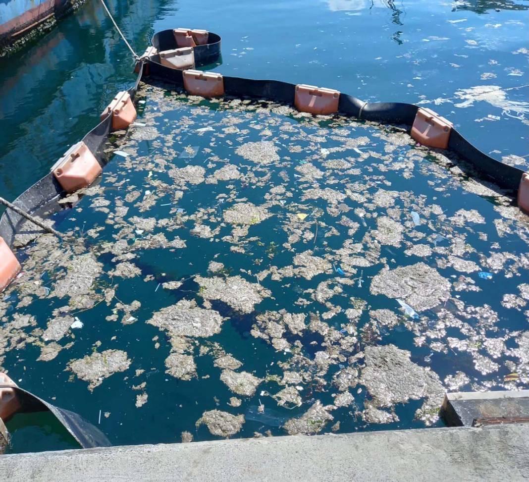 İstanbul Üniversitesi, deniz salyasını doğal ortamında temizlemeyi başardı 2