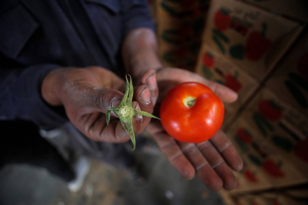Domates sapı tehdit oldu! İsrail'den Gazzeli çiftçilere yeni baskı 2
