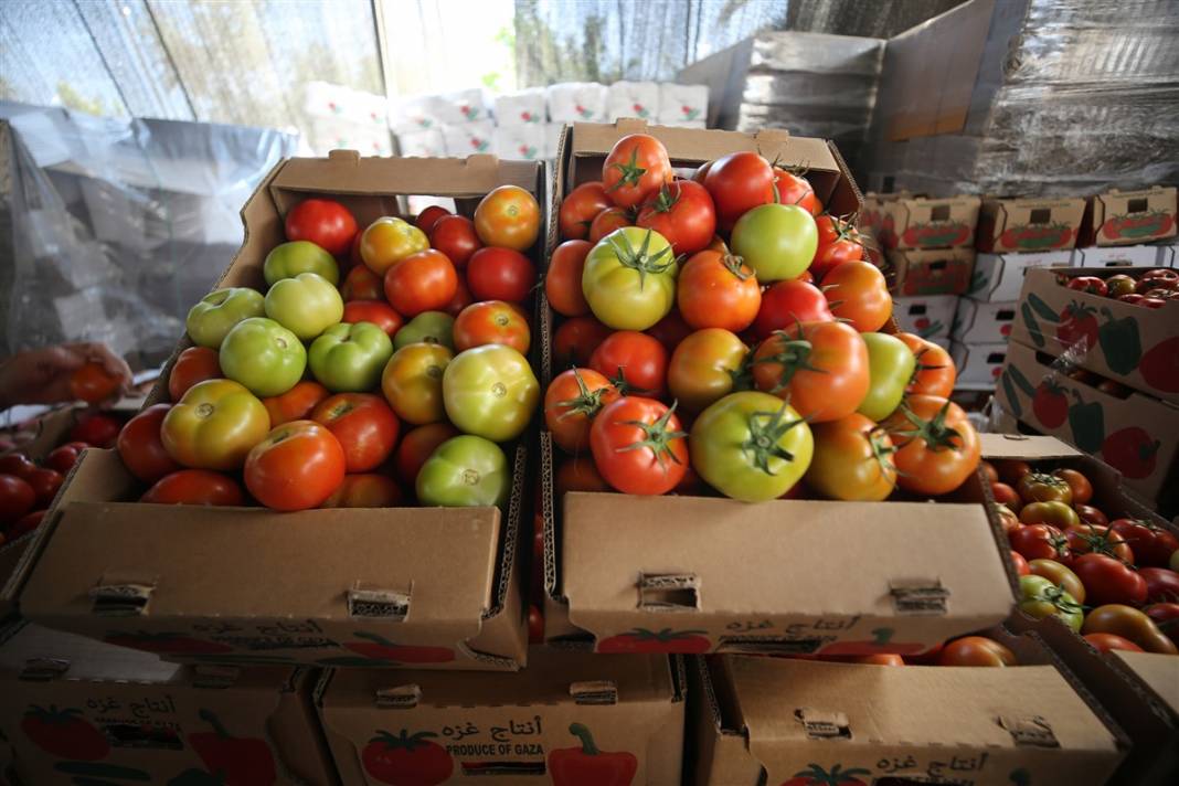 Domates sapı tehdit oldu! İsrail'den Gazzeli çiftçilere yeni baskı 5