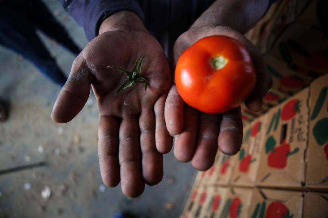 Domates sapı tehdit oldu! İsrail'den Gazzeli çiftçilere yeni baskı 7