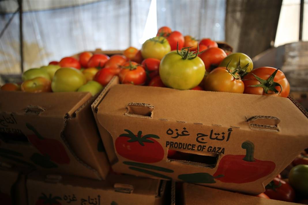 Domates sapı tehdit oldu! İsrail'den Gazzeli çiftçilere yeni baskı 8