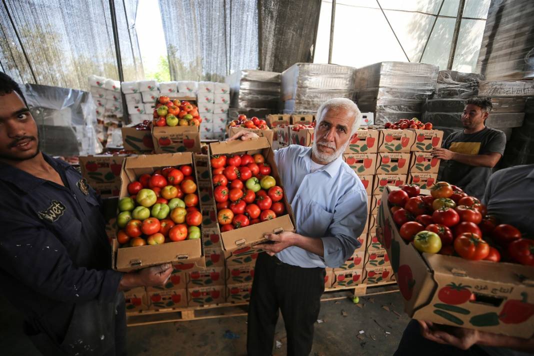Domates sapı tehdit oldu! İsrail'den Gazzeli çiftçilere yeni baskı 10
