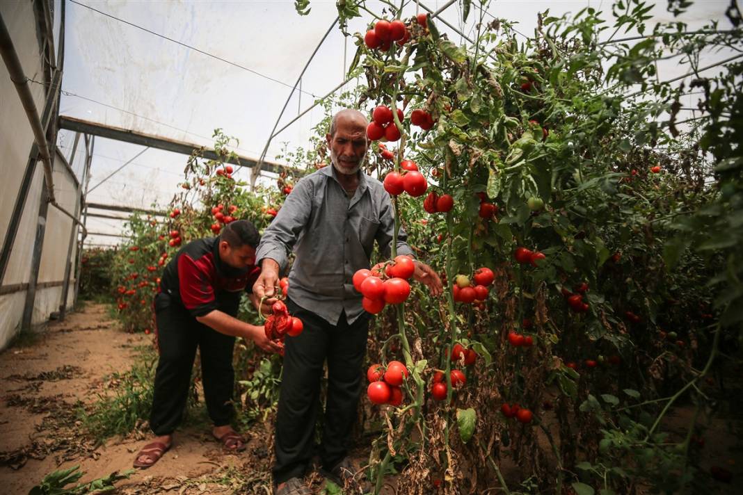 Domates sapı tehdit oldu! İsrail'den Gazzeli çiftçilere yeni baskı 11