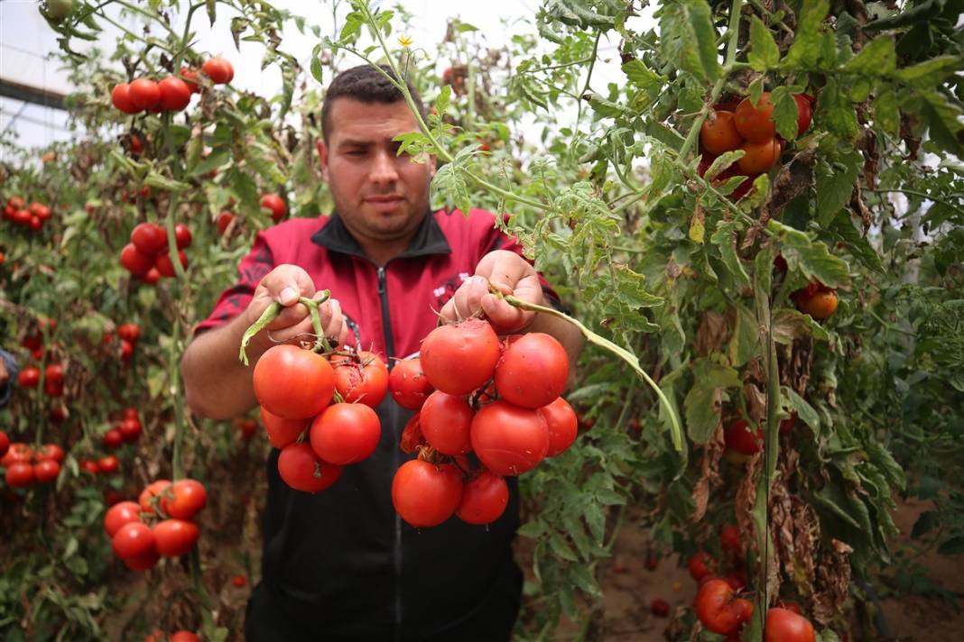 Domates sapı tehdit oldu! İsrail'den Gazzeli çiftçilere yeni baskı 12