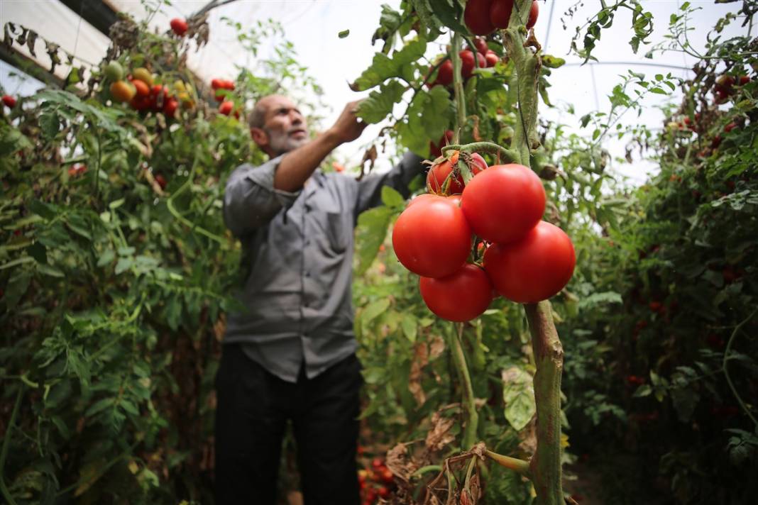 Domates sapı tehdit oldu! İsrail'den Gazzeli çiftçilere yeni baskı 13