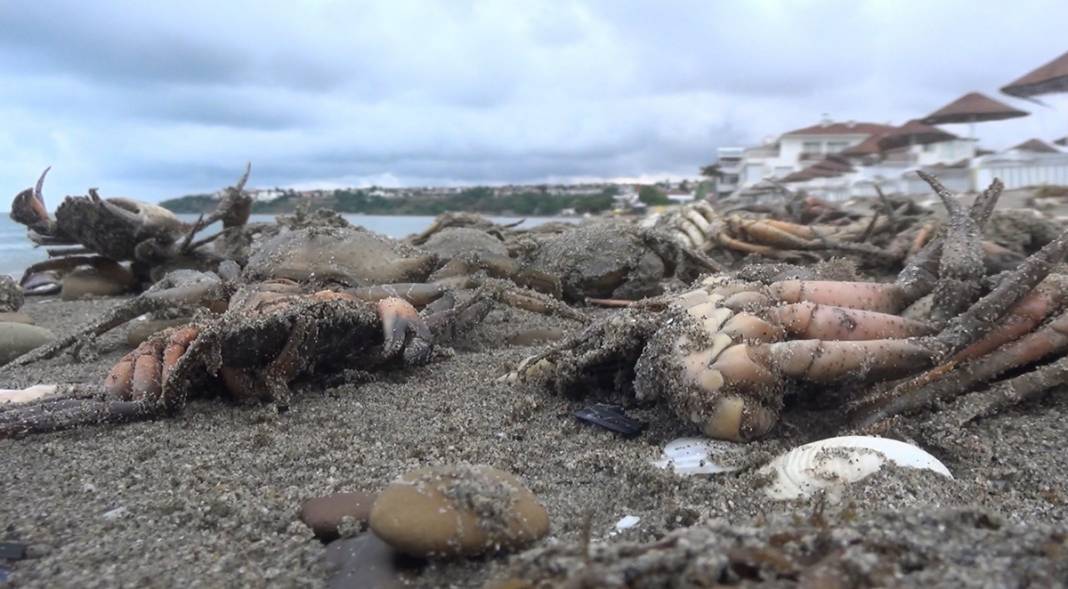Sebebi müsilaj mı? Onlarcası ölü olarak kıyıya vurdu 2