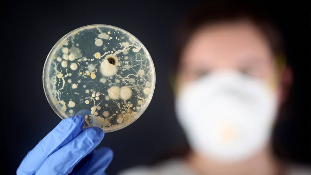 Sibirya'da donmuş toprakta bulundu! Mikroskobik Drakula 24 bin yıldır yaşıyor 4