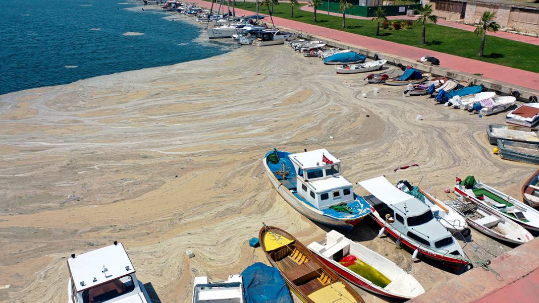 Deniz salyası Darıca sahiline nefes aldırmıyor 4