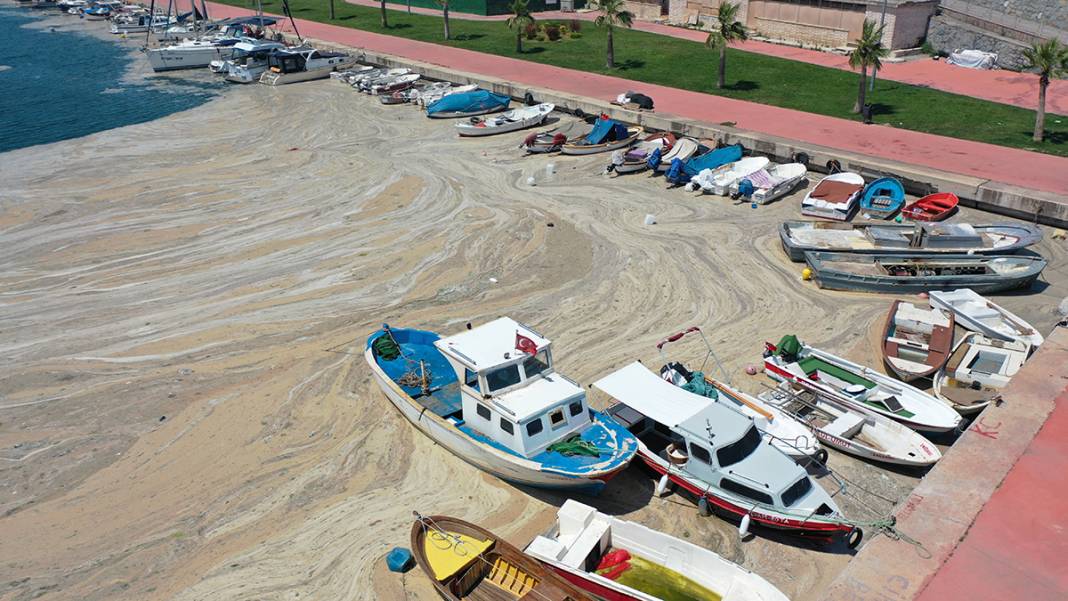 Deniz salyası Darıca sahiline nefes aldırmıyor 5