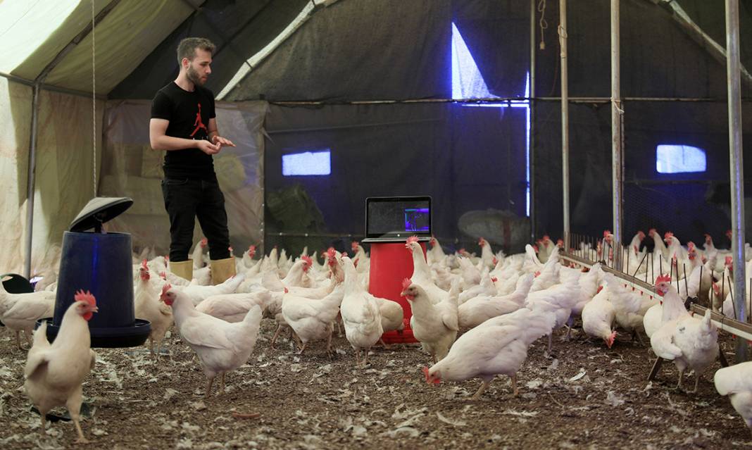 Tavuklara klasik müzik repertuvarı hazırlattı: Yumurta verimi yüzde 10 arttı 2
