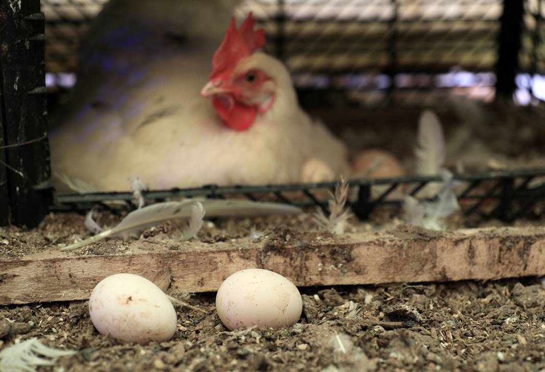 Tavuklara klasik müzik repertuvarı hazırlattı: Yumurta verimi yüzde 10 arttı 3