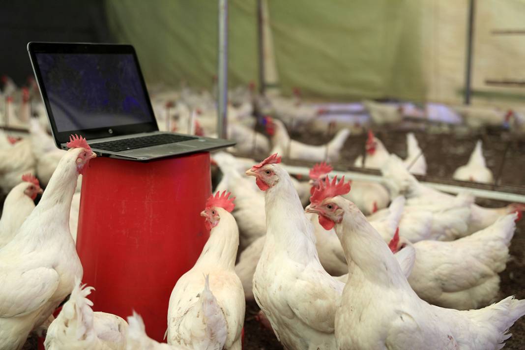 Tavuklara klasik müzik repertuvarı hazırlattı: Yumurta verimi yüzde 10 arttı 4