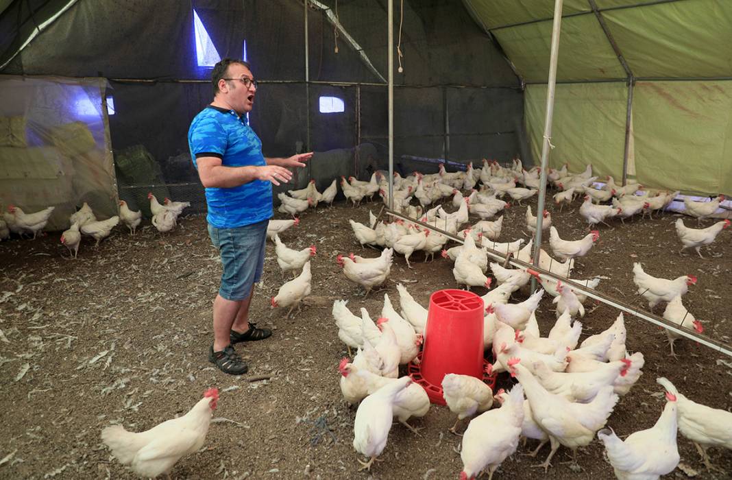 Tavuklara klasik müzik repertuvarı hazırlattı: Yumurta verimi yüzde 10 arttı 5