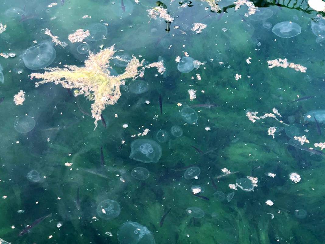 Marmara için acil önlem çağrısı: Ölü deniz haline geldi! 1