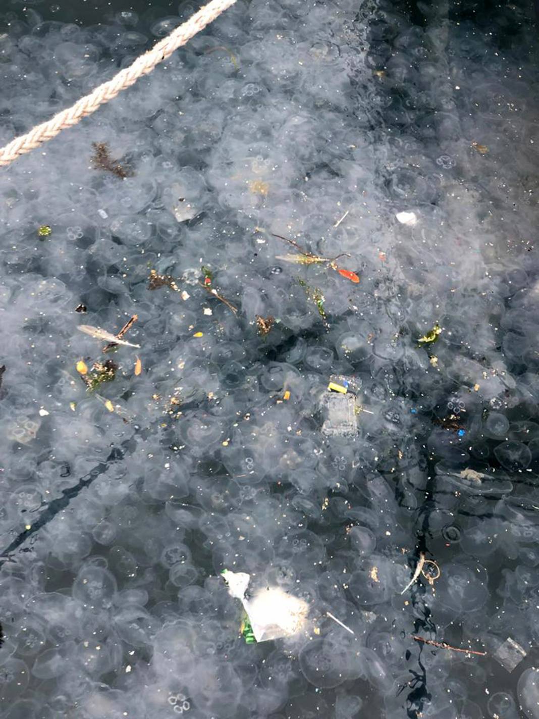 Marmara için acil önlem çağrısı: Ölü deniz haline geldi! 2