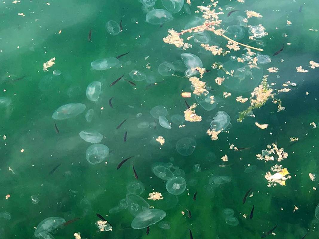 Marmara için acil önlem çağrısı: Ölü deniz haline geldi! 3