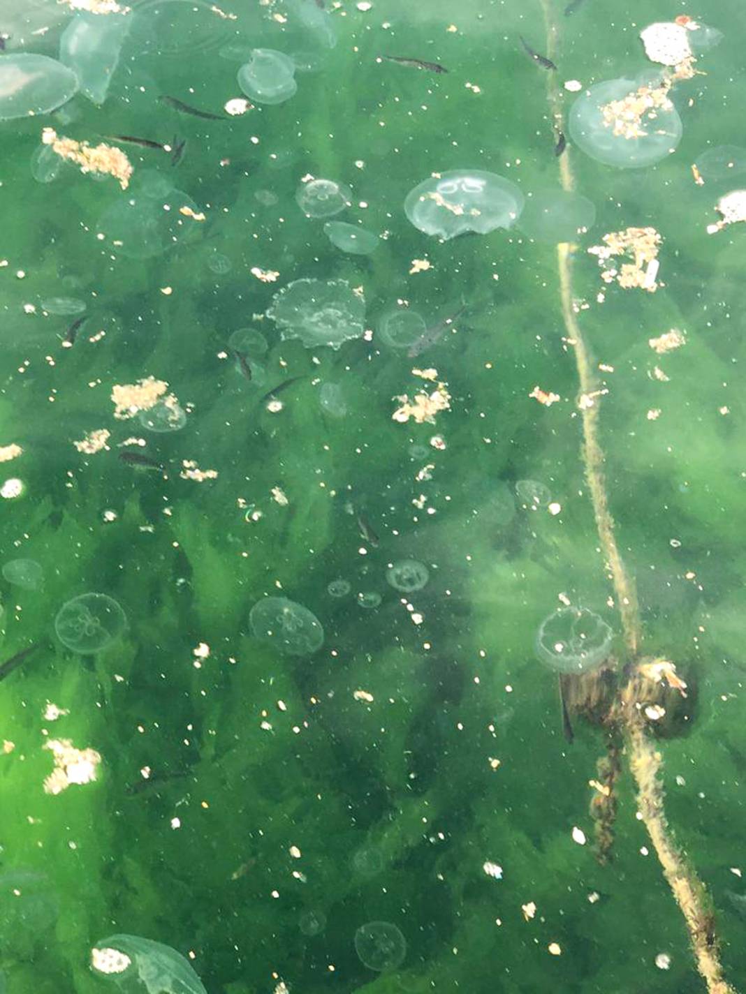 Marmara için acil önlem çağrısı: Ölü deniz haline geldi! 4