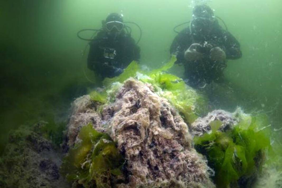 Marmara için acil önlem çağrısı: Ölü deniz haline geldi! 6