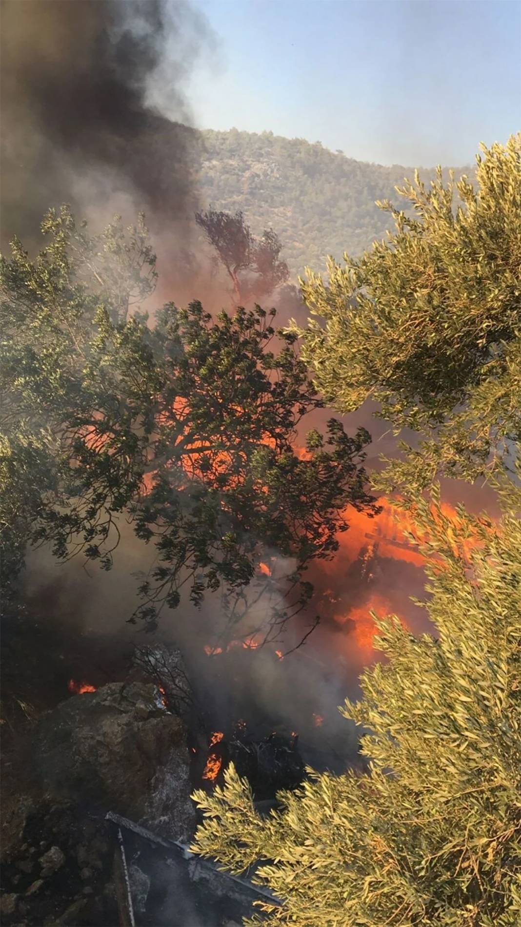 Akdeniz yanıyor! Yangın fırtınası 4 ili sardı 12